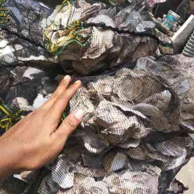OEM cangkang kerang oyster filter kolam ikan koi dan ikan hias lainya W