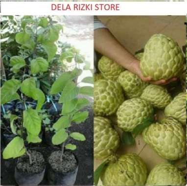 BIBIT SRIKAYA BIBIT TANAMAN BUAH SRIKAYA JUMBO / POHON SRIKAYA UNGGUL BERGARANSI
