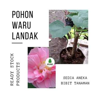 Jual Tanaman Pacar Cina Culan Kemuning Online Oktober 2020 Blibli Com