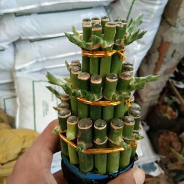 Tanaman Hias Bambu Hoki - Bambu Hoki Pagoda Pagoda 3 susun