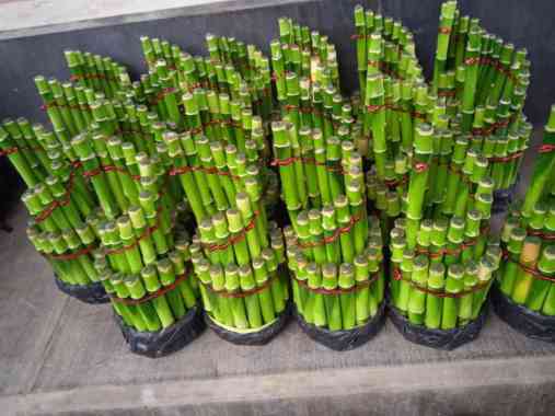 Tanaman Hias Bambu Hoki - Bambu Hoki Pagoda Pagoda Spiral