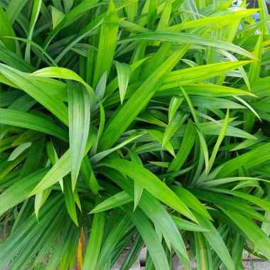 Daun Pandan/Pandan Wangi/Daun Pandan Segar 500 gram
