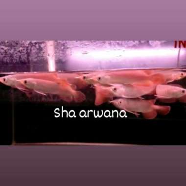 ikan arwana super red arwana sr Multicolor