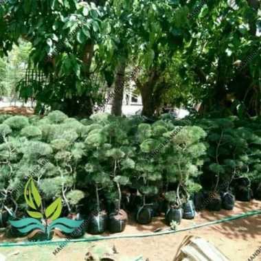 Bibit Bonsai Cemara Udang - Pohon Bonsai Cemara Udang --