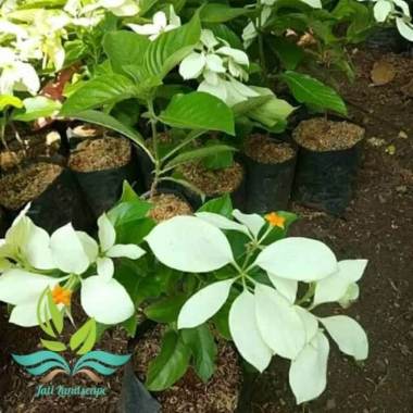 bibit Tanaman hias nusa indah bunga putih --