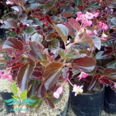 tanaman hias bunga begonia-tanaman pot gantung --