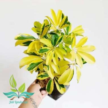 tanaman hias walisongo golden - walisongo variegata bangkok --