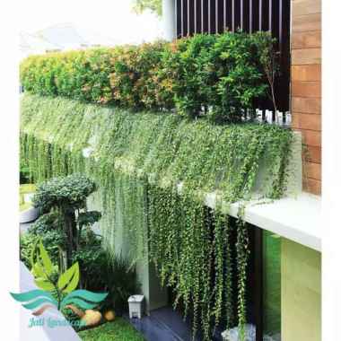 tanaman menjuntai lee kwan yew li kwan yu --