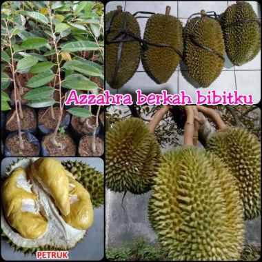Azzahra berkah bibitku bibit tanaman buah durian Petruk tanaman