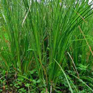 Bibit Tanaman Akar Wangi