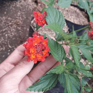 Tanaman Lantana Merah 2 pcs