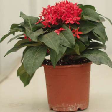 Tanaman Ixora Merah
