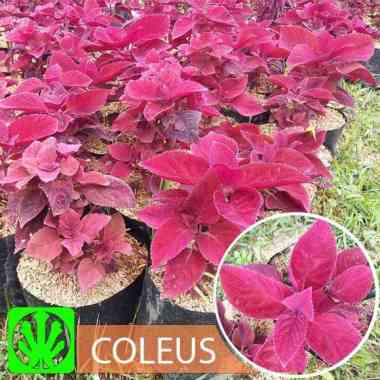 Tanaman Red Coleus