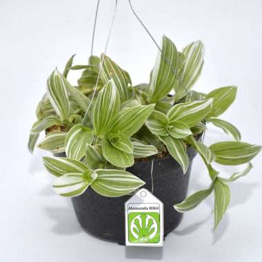 Tanaman Tradescantia Fluminensis
