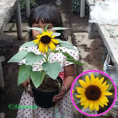 Bunga Matahari Mammoth : Jual Benihbibit Bunga Matahari Mammoth Grey Stripe Haira Seed Jakarta Selatan Ribwatunni 55 Shop Tokopedia : Bunga matahari selain enak dimakan sebagai camilan sehat juga memiliki prospek bisnis yang baik.