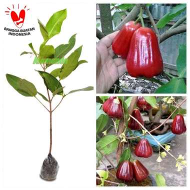 Tanaman Jambu Air Kesuma Merah