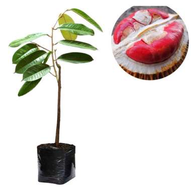 Bibit Buah Durian Merah - Tinggi 50cm