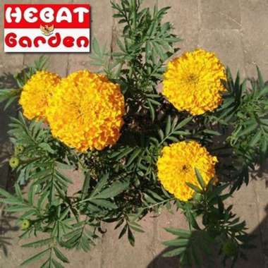 Tanaman Suyok orange holland-Marigold cracker jack orange- hebat garden922