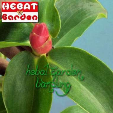 Tanaman pacing pentul hijau -costus spicatus - indian head ginger