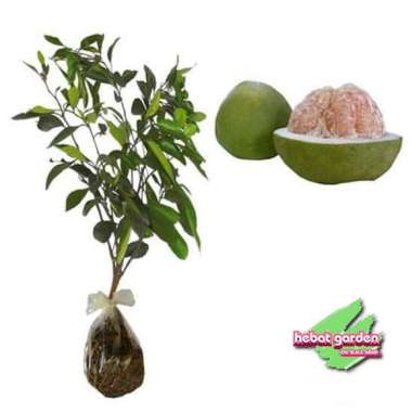 Bibit tanaman jeruk Pamelo madu Tinggi 70 cm up