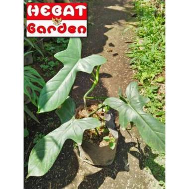 philodendron florida bronze - kuku bima hijau