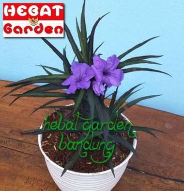 ruellia bunga ungu-Ruellia brittoniana Katie purple- hebat garden1408