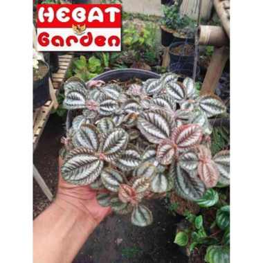MURAH DI SINI - Pilea spruceana - silver tree -  norfolk - tanaman hias gantung