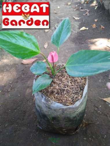 Anthurium Mini Holland bunga warna merah