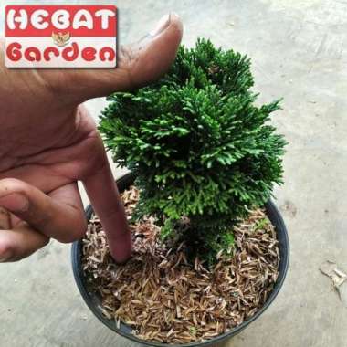 Cemara INOKI MINI - Bahan Bonsai untuk pemula