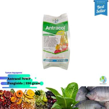 Bayer 70WP Antracol [250 g] Antracol Expired