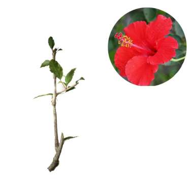 Bibit Bunga/Kembang Sepatu Merah