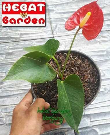 Hebat Garden Anthurium Bangkok Bunga merah