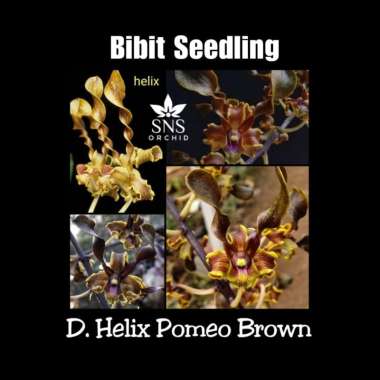 bibit seedling Anggrek Dendrobium Helix Pomeo Brown dendro spesies