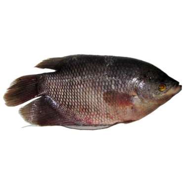 Gurame hidup 500 - 700gr