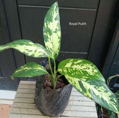 TANAMAN HIAS DIEFFENBACHIA PUERTO RICO VARIGATA / VARIEGATA