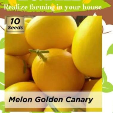DF benih MELON GOLDEN CANARY 10 butir daily farm