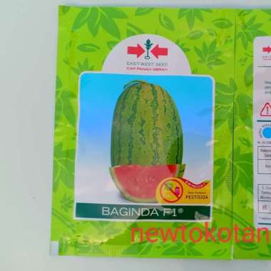benih semangka BAGINDA F1 380 butir semangka lonjong merah hibrida