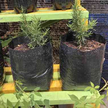 BIBIT ROSEMARY POHON TANAMAN HERBAL WANGI PENGUSIR NYAMUK ASLI