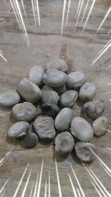 biji / butir / Kacang Koro Benguk / Mucuna pruriens