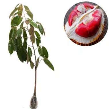 BIBIT Tanaman BUAH DURIAN MERAH