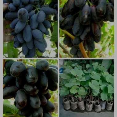 Bibit anggur giovani impor