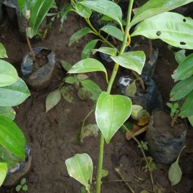 Bibit tanaman kayu manis-pohon kayu manis-tanaman herbal