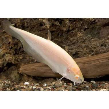 (Hanya GO-JEK/GRAB) IKAN HIAS BELIDA ALBINO CHITALA CLOWN FEATHERBACK