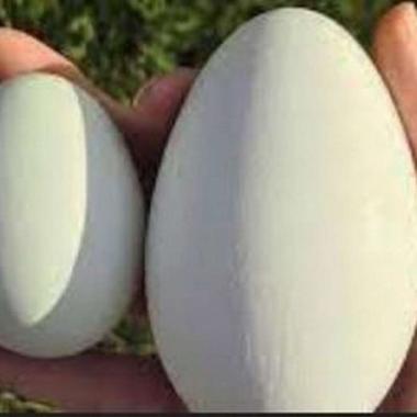 Telur Angsa Soang Konsumsi (non fertil) 1 Butir