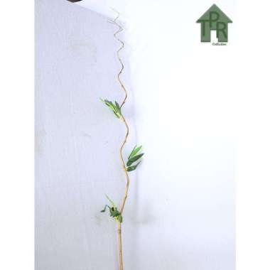 Bambu Dekoratif | Bambu Ulir Berdaun Dan Berbunga Daun Bambu