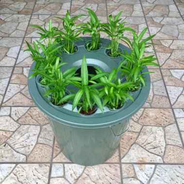 Paket BUDIKDAMBER Budidaya Ikan Lele dan Sayuran Kangkung dalam Ember 80Liter