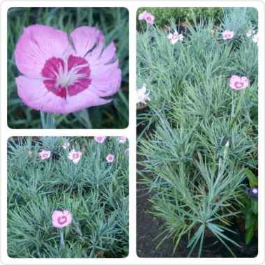 (COD) Tanaman hias bunga anyelir silver