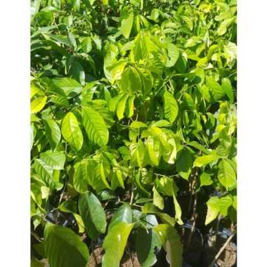 Bibit duku tunas bibit