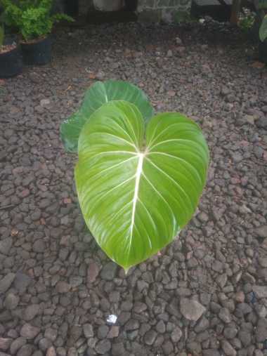 Tanaman hias Philo gloriosum