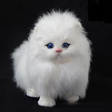 Kucing Anggora Putih Imut Kucingcomel Com
